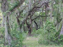 It is off state road a1a just 12 miles north of vero beach. Savor Sebastian Inlet For Camping Kayaking Wildlife Floridarambler Com
