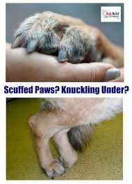 Scuffing Paws Knuckling In Dogs Pet Supplements Holistic Pet Pets
