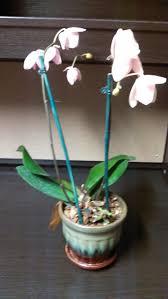 Herbs shrivel up and die under my watch. Is My Orchid Dying
