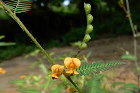 Image result for Aeschynomene elaphroxylon