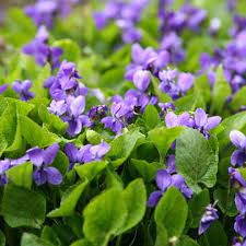 Prolonged lack of flowering violets not only in. Wild Violets Signs Symptoms And Prevention
