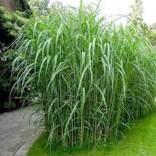 Große pflanze miscanthus malepartus ziergras im 4l topf chinaschilf hochwachsend. Riesen Chinaschilf In Unserem Garten Juni 2018 Chinaschilf Topfpflanzen Terrasse Bepflanzung