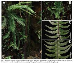Image result for Asplenium normale