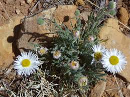 Image result for Aster chimanimaniensis