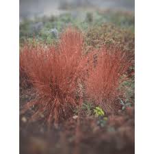 Image result for Schizachyrium sanguineum