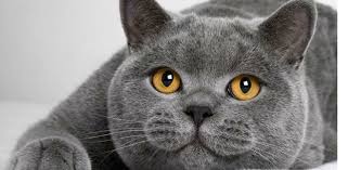 British Shorthair Kedisi Bakimi Ve Ozellikleri