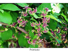 Image result for Periploca