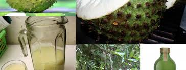 Para plantas a graviola, prepare um saco de de plástico com dimensões de 25 a 30 centímetros de profundidade por 15 ou 18 de diâmetro e coloque nele 3 partes de substrato composto de terra fértil para 1 parte de esterco bem curtido. Suc Graviola Distruge 12 Tipuri De Cancer 122 Lei Transport Gratuit