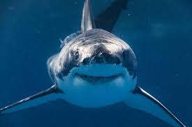 Image result for Shark