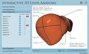 The liver region is further segmented using localized contouring. Interpreting Three Dimensional Structures From Two Dimensional Images A Web Based Interactive 3d Teaching Model Of Surgical Liver Anatomy Sciencedirect