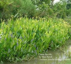 Image result for Oldenlandia cana