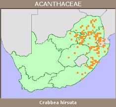 Image result for Crabbea cirsioides