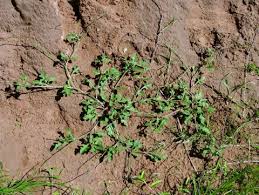 Image result for Oxygonum alatum