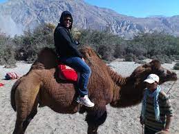 Most of the bactrian camels that you find today are domesticated. Riding Double Humped Camel Picture Of Sand Dunes Leisure Park Leh Tripadvisor