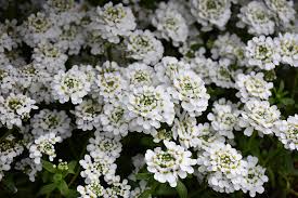 Snowflake Candytuft Iberis Sempervirens Snowflake In Atlanta Lawrenceville Snellville Suwanee Buford Georgia Ga At Randy S Perennials