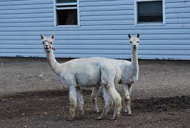 Push Me Pull Me Alpaca Llama Animals