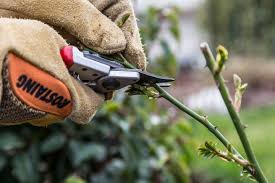 Hier sind die schnittregeln für alle wenn sie ihre rosen jedes frühjahr, zur zeit der forsythienblüte, schneiden, bleiben die edlen blütensträucher vital, kompakt und blühfreudig. Rosen Richtig Schneiden Das Haus