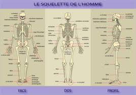Décrire les différentes détresses respiratoire, cardiaque, circulatoire et neurologique. Module 2 Le Squelette Devenir Aide Soignante