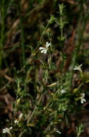 Image result for Dyschoriste hildebrandtii