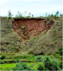 Image result for Kotschya strigosa