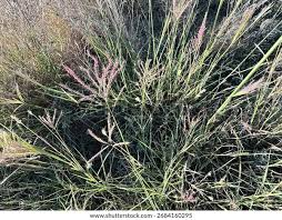 Image result for Dichanthium