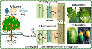 Image result for tomato seedling pseudomonas syringae pv tomato symptoms