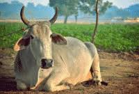 Idul adha merupakan salah satu hari raya umat islam yang biasanya ditandai dengan adanya penyembelihan hewan qurban. Contoh Pidato Idul Adha Dalam Bahasa Inggris Beserta Artinya Lengkap