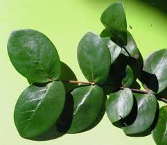 Image result for Pyrostria