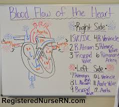 Blood Flow Through The Heart