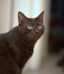 Maybe you would like to learn more about one of these? Havana Brown Wikipedia