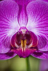 Pin On Flowers