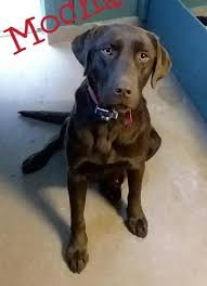 Get a boxer, husky, german shepherd, pug, and more on kijiji, canada's #1 local classifieds. Labrador Retriever Puppy For Sale Adoption Rescue For Sale In Bridgewater Maine Classified Americanlisted Com