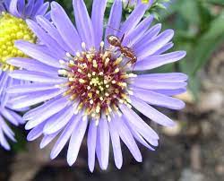 Check spelling or type a new query. Ant Pollination