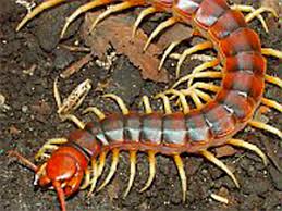 Black And Yellow Centipede North Carolina How To Kill And Get Rid Of Centipedes Millipedes And Thousand Leggers