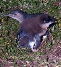 Once a year the penguins sing a song to attract a mate. Little Penguin Birds In Backyards
