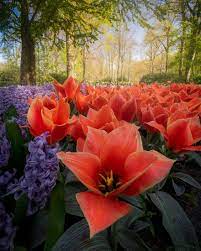 Maybe you would like to learn more about one of these? The Most Beautiful Flower Garden In The World Has No Visitors For The First Time In 71 Years And I Got To Capture It 31 Pics Most Beautiful Flower Gardens Beautiful