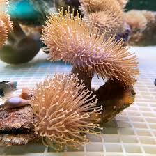 Image result for Sarcophyte