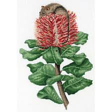 Reselling or redistributing patterns in any way is prohibited, unless given north america's only marsupial, the virginia opossum depicted as a 3d cross stitch animal. Dmc Scarlet Banksia Honey Possum Cross Stitch Kit 18 X 26cm 16ct Aida All Included 577101