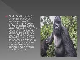 Nesli Tukenmekte Olan Hayvanlar Ppt Indir