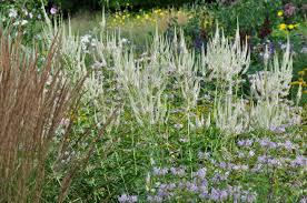 Direct sow in late fall, pressing the seed into the surface of the soil. Wertvolle Geruststaude Veronicastrum Schau Und Sichtungsgarten Hermannshof