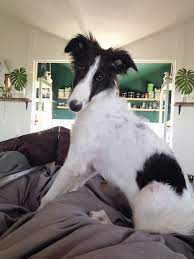Borzoi Puppy Russian Dog Royal Dog Prestige Borzoi Puppy Beautiful Dogs Russian Dogs