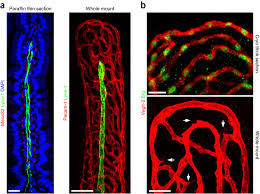 Image result for Endostemon villosus