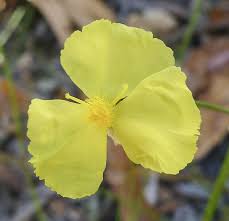 Image result for Xyridaceae