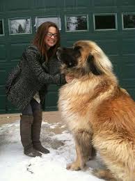 leonberger cross between a saint bernard a pyrenean mountain dog and a newfoundland samaya bolshaya sobaka porody sobak shenki
