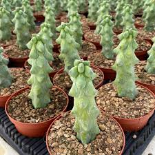 Image result for Myrtillocactus geometrizans