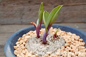 Image result for Eriospermum mackenii