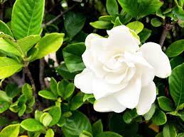 Why Your Gardenia S Leaves Are Turning Yellow And How To Fix The Problem In 2021 Gardenia Plant Plant Leaves Turning Yellow Colorful Plants