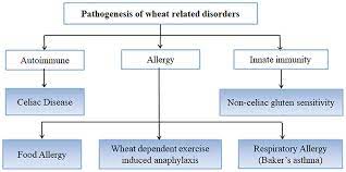 Gluten free sourdough breads can be raised in a 1kg/2lb banneton and turned out on to a baking tray or risen and. Frontiers Pathogenesis Of Celiac Disease And Other Gluten Related Disorders In Wheat And Strategies For Mitigating Them Nutrition