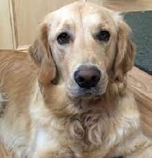 Golden retriever rescue, education and. Golden Retriever Dogs For Adoption
