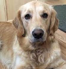He spent time at an emergency veterinary hospital then was put in. Golden Retriever Dogs For Adoption